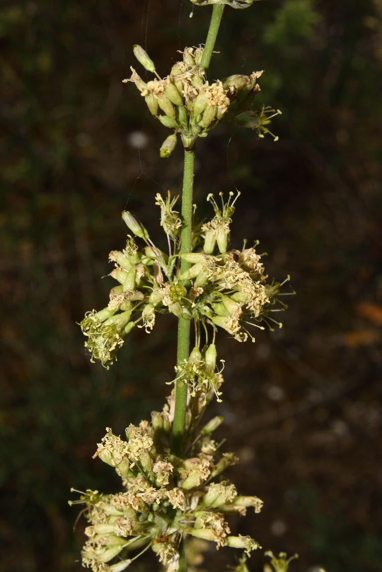 Silene otites / Silene otite